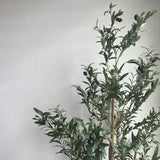 PREORDER - Artificial Olive tree, 6ft Potted tree